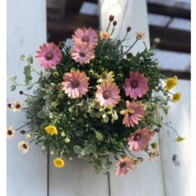 オステオスペルマムのお花