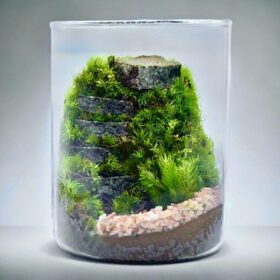 苔むした石段の苔テラリウム
