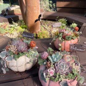 多肉寄せ植え ハロウィーン