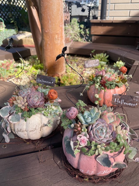 多肉寄せ植え ハロウィーン