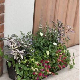 傾斜コンテナ寄せ植え教室