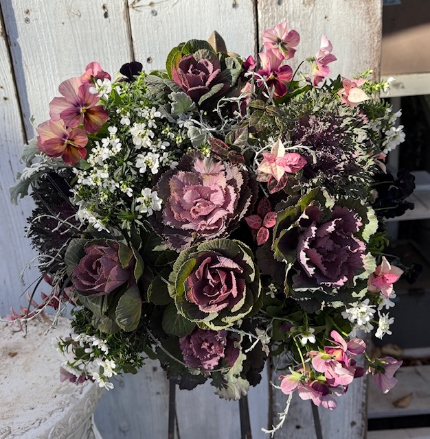 葉牡丹をメインに作る、ハンギングバスケット教室