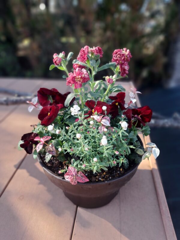 初めての寄せ植え教室