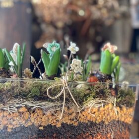 ハイゴケを使った芽出し球根アレンジ