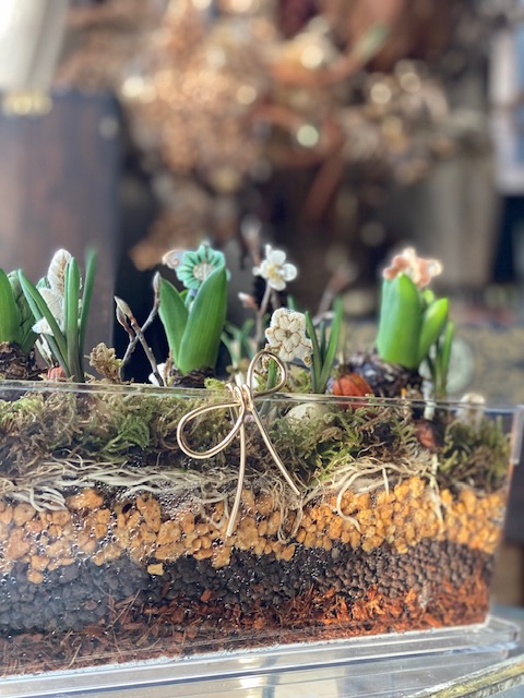 ハイゴケを使った芽出し球根アレンジ