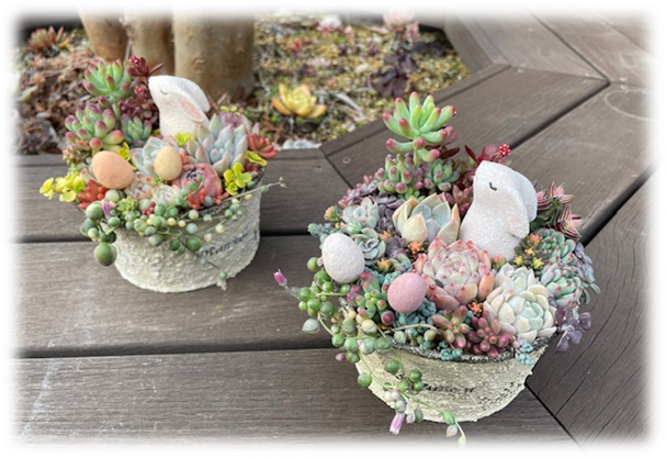 多肉寄せ植え　ワークショップ