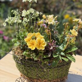 ベビーティアーズ