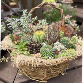 ミニサボテンバスケット寄せ植えWS