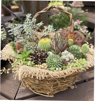 ミニサボテンバスケット寄せ植えWS