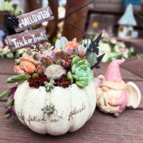 かぼちゃ鉢×ピックで、ちまっと魔法の寄せ植え