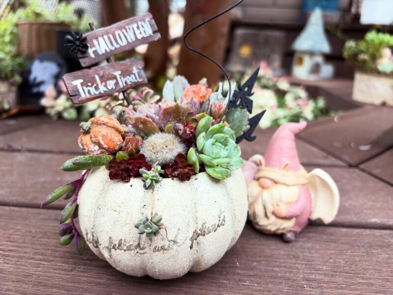 かぼちゃ鉢×ピックで、ちまっと魔法の寄せ植え