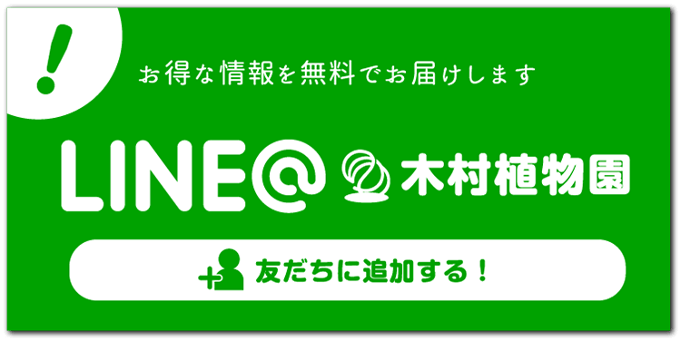 LINE@木村植物園。お得な情報を無料でお届けします