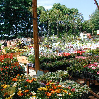 写真：木村植物園内観