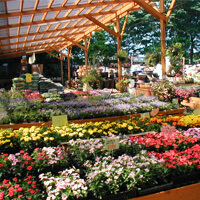 写真：木村植物園内観