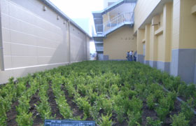 写真：神奈川県伊勢原市のショッピング施設植栽工事
