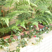 写真：メンテナンスフリ－の花壇