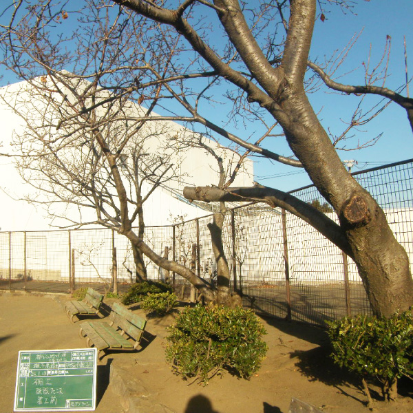 写真：平塚市