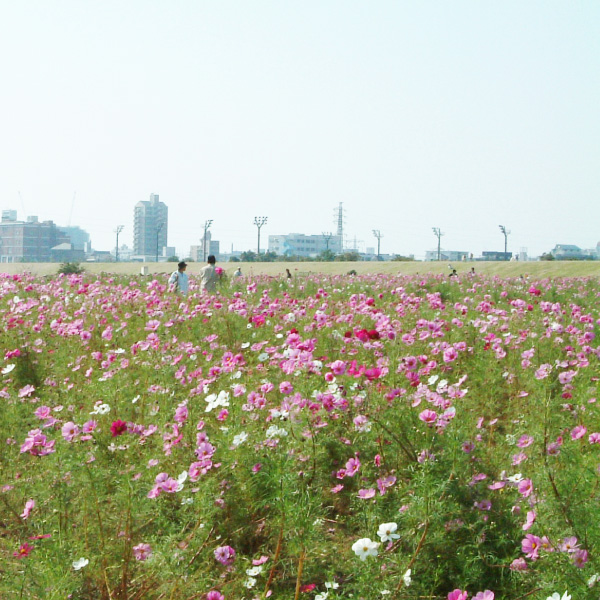 写真：馬入河川敷コスモス (神奈川県平塚市)