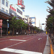 写真：平塚市内街路樹