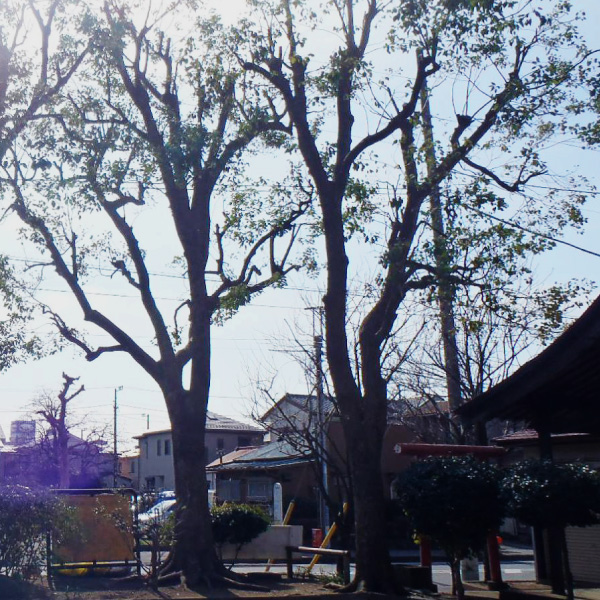 写真：平塚市公園管理