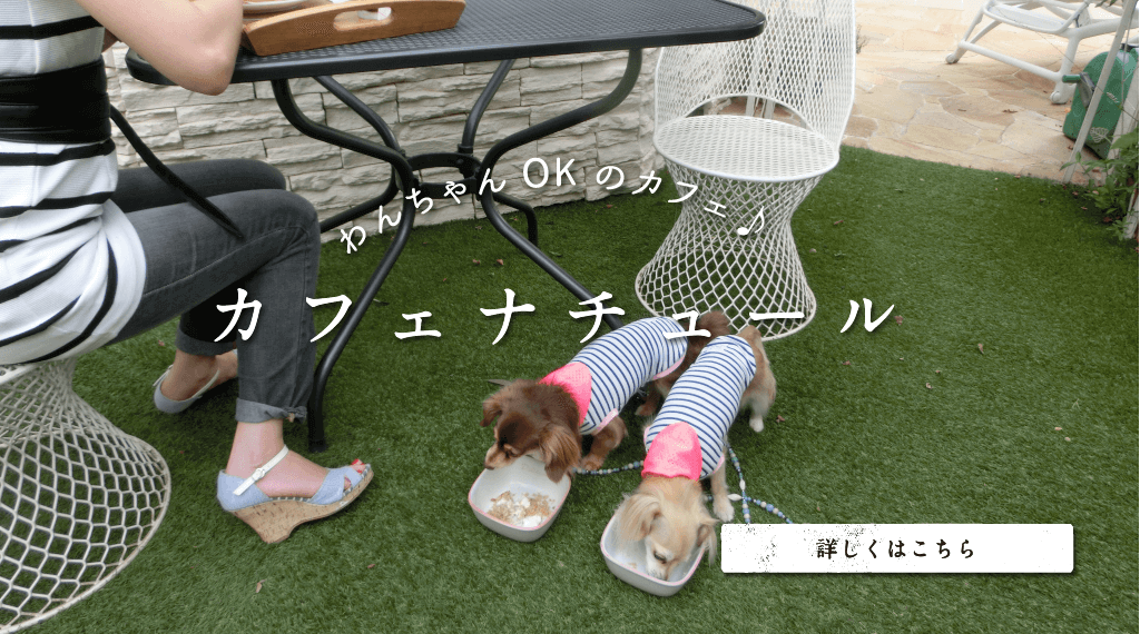 わんちゃんOKのカフェ♪カフェナチュール。詳しくはこちら