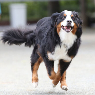 写真：犬