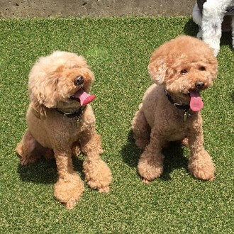 写真：二匹の犬