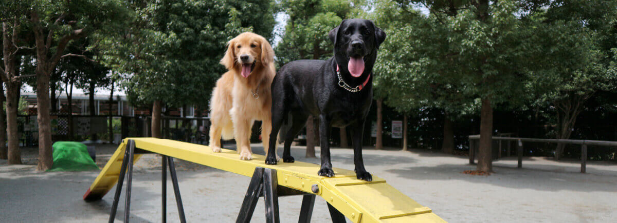 写真：公園で遊ぶ犬