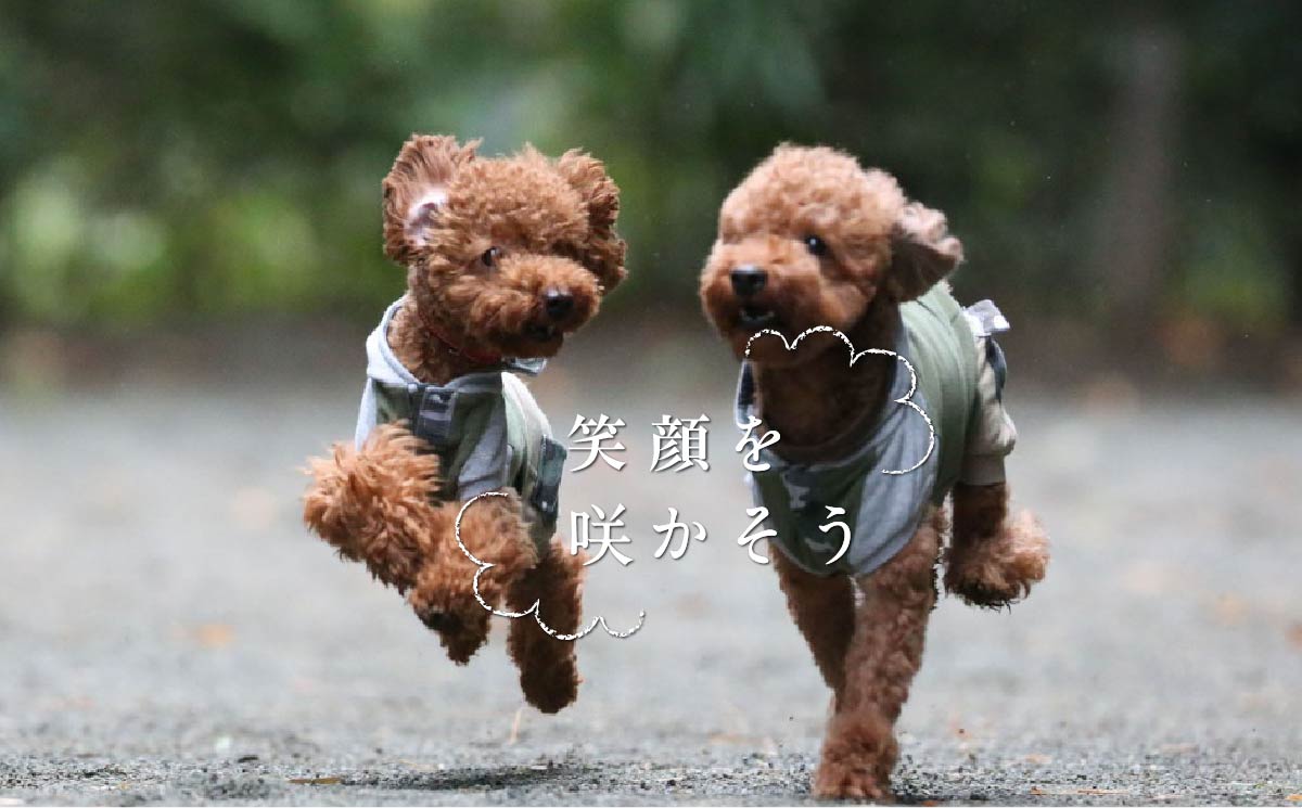 ドッグラン ドッグフォレスト湘南 木村植物園 神奈川県平塚市