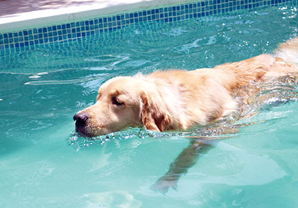 暑い夏を涼しく遊ぶ 愛犬の為のドッグプール