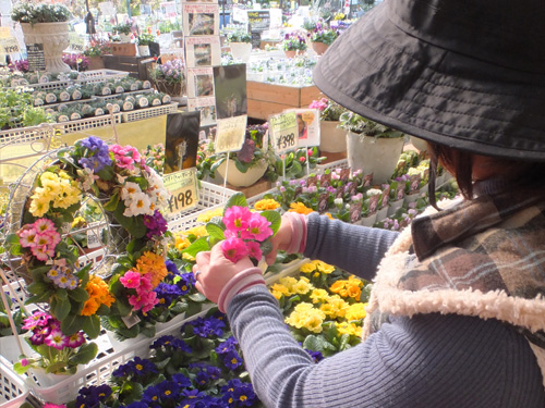 写真：色とりどりの花々