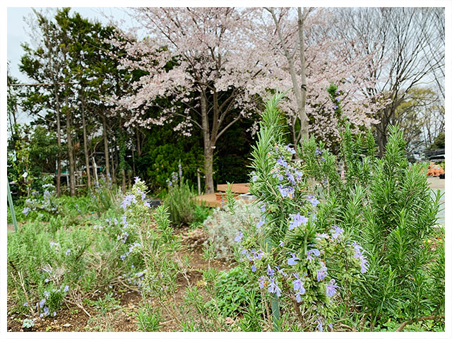 写真：ハーブ園・菜園01