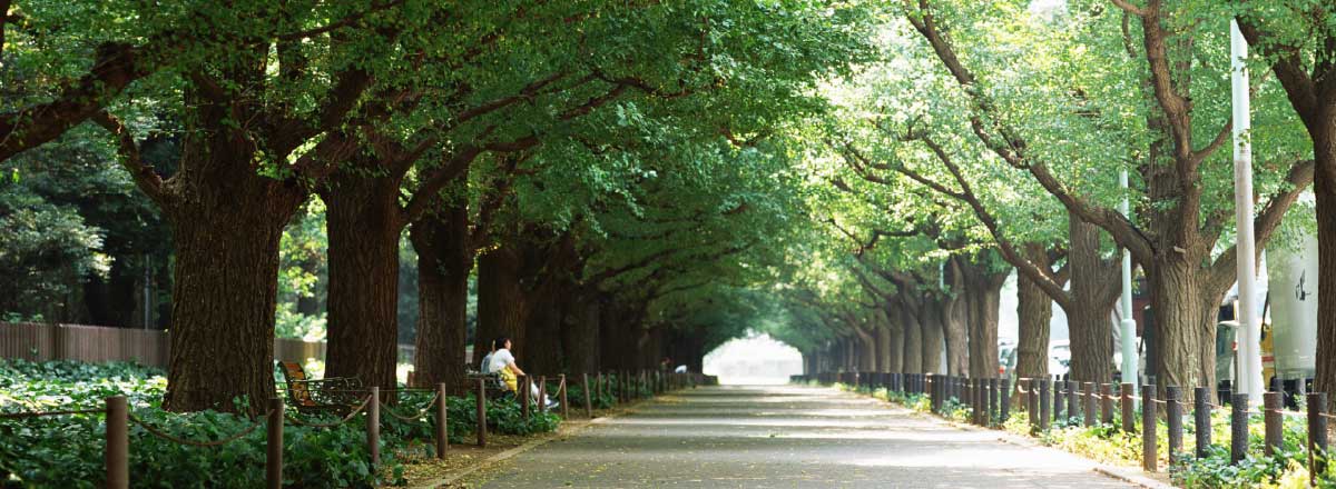 写真:木々に囲まれた道路