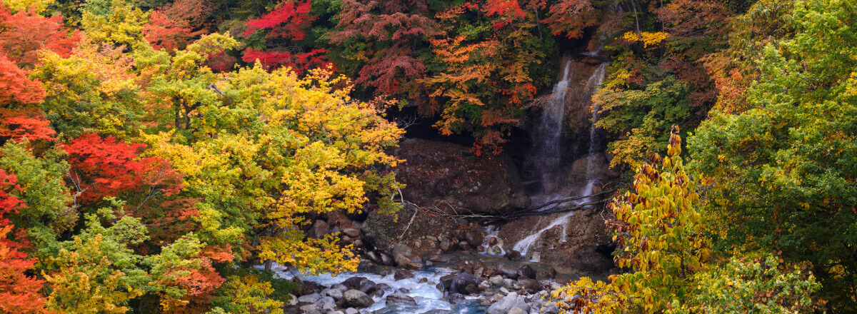 写真：紅葉