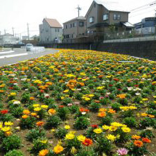 写真：花壇