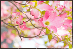 写真：木の花