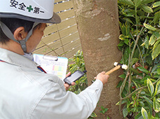 写真：樹木の診断