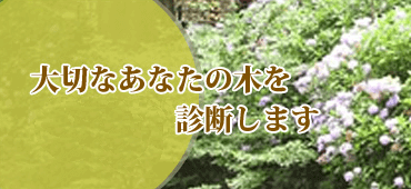 大切なあなたの木を樹木医が診断します