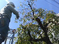 写真：樹木の剪定作業