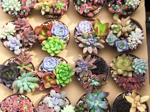 写真:多肉植物の寄せ植え