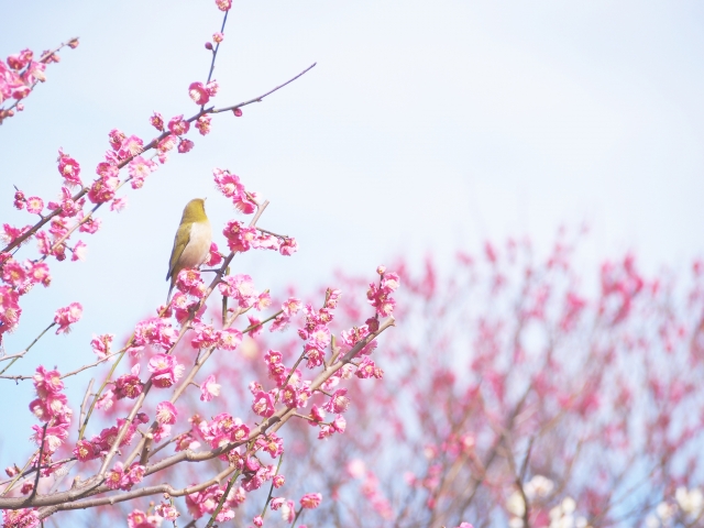 写真：植木 ・ 庭木があることで季節を楽しむ