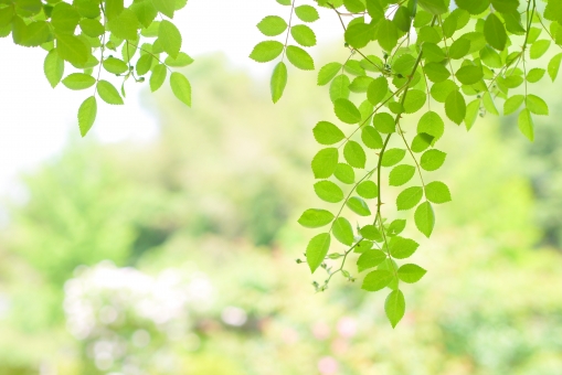 写真：植木 ・ 庭木でストレス解消！