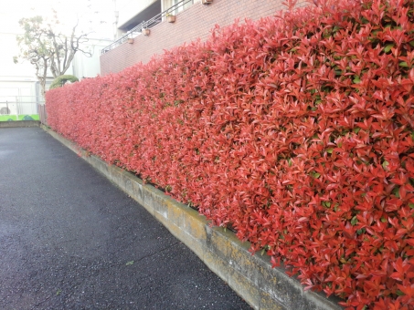 写真：レッドロビン