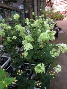 ピラミッドあじさい内容説明ご予約ページ（読む所から） 2025.9.追加ありピラミッドあじさい内容説明ご予約ページ（読む所から）