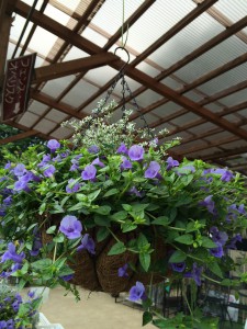 トレニア カタリーナ ブルーリバー 寄せ植え倶楽部ブログ