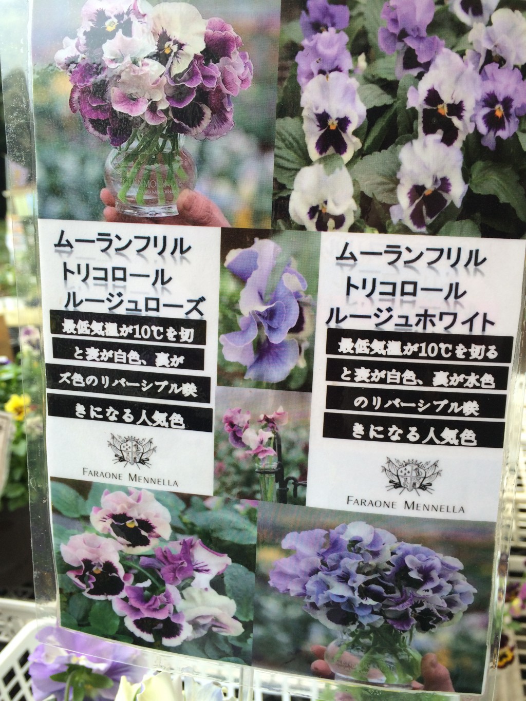 ムーランフリル 次に咲く花の期待感 寄せ植え倶楽部ブログ