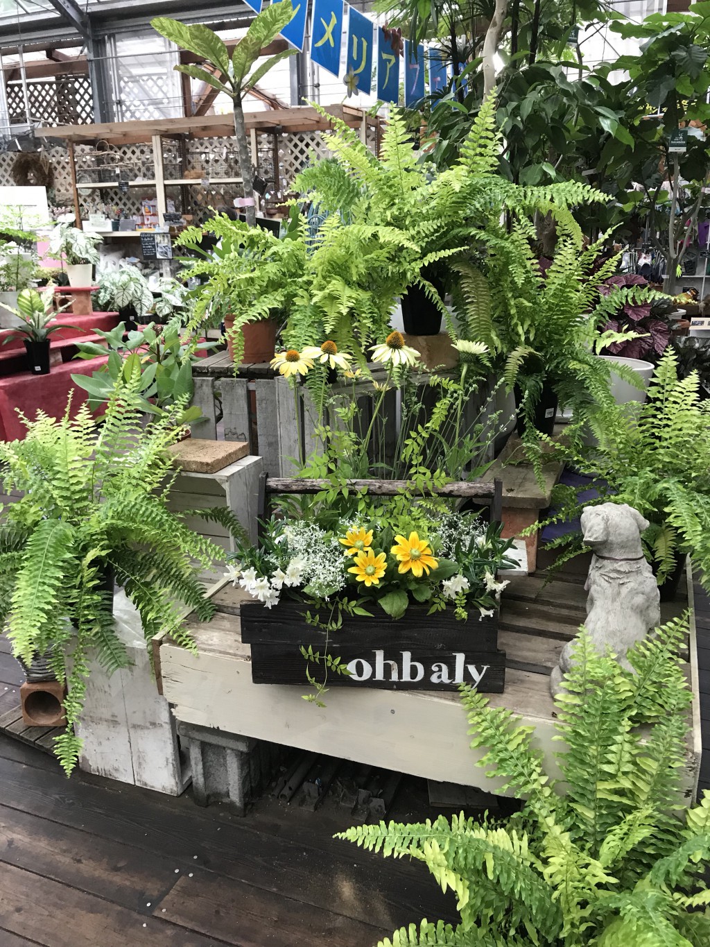 No.346　クロノス　寄せ植え　花 No.346 クロノス 寄せ植え 花 No.346 クロノス様専用 寄せ植え 花