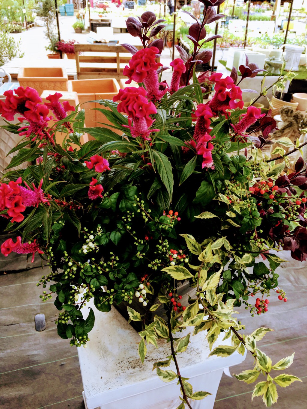 9月の寄せ植え 木曜クラス 寄せ植え倶楽部ブログ