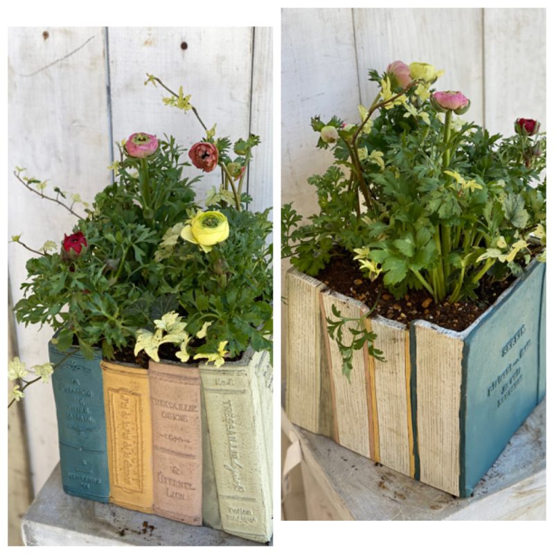 1月の寄せ植え倶楽部 水曜クラス | 寄せ植え倶楽部ブログ