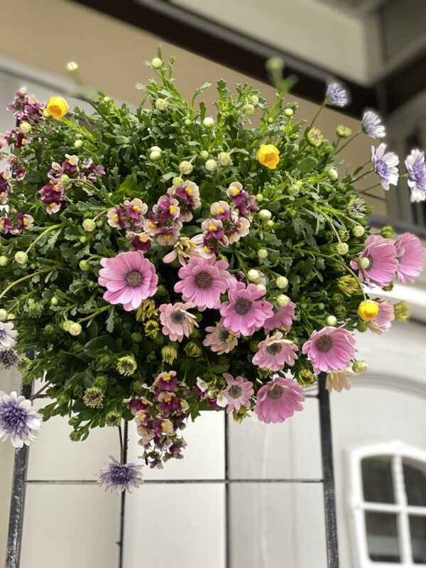 2月の寄せ植え 水曜クラス | 寄せ植え倶楽部ブログ